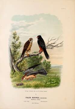 Image of Red-footed Falcon