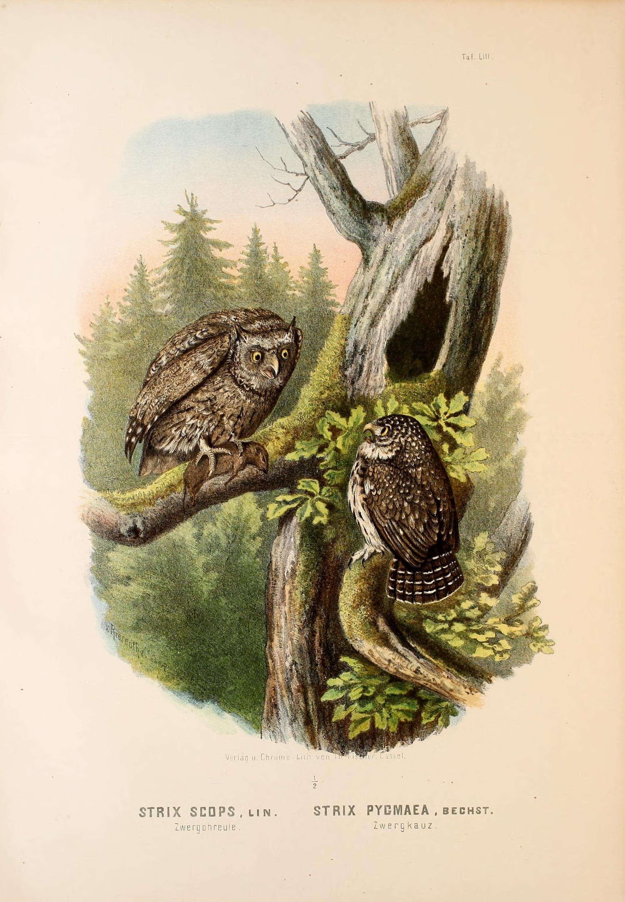 Image of Eurasian Scops Owl