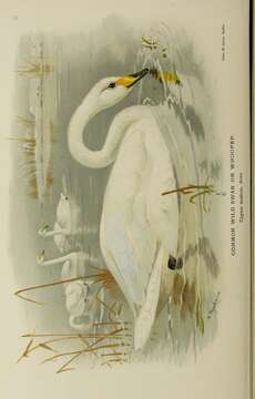 Image of Whooper Swan