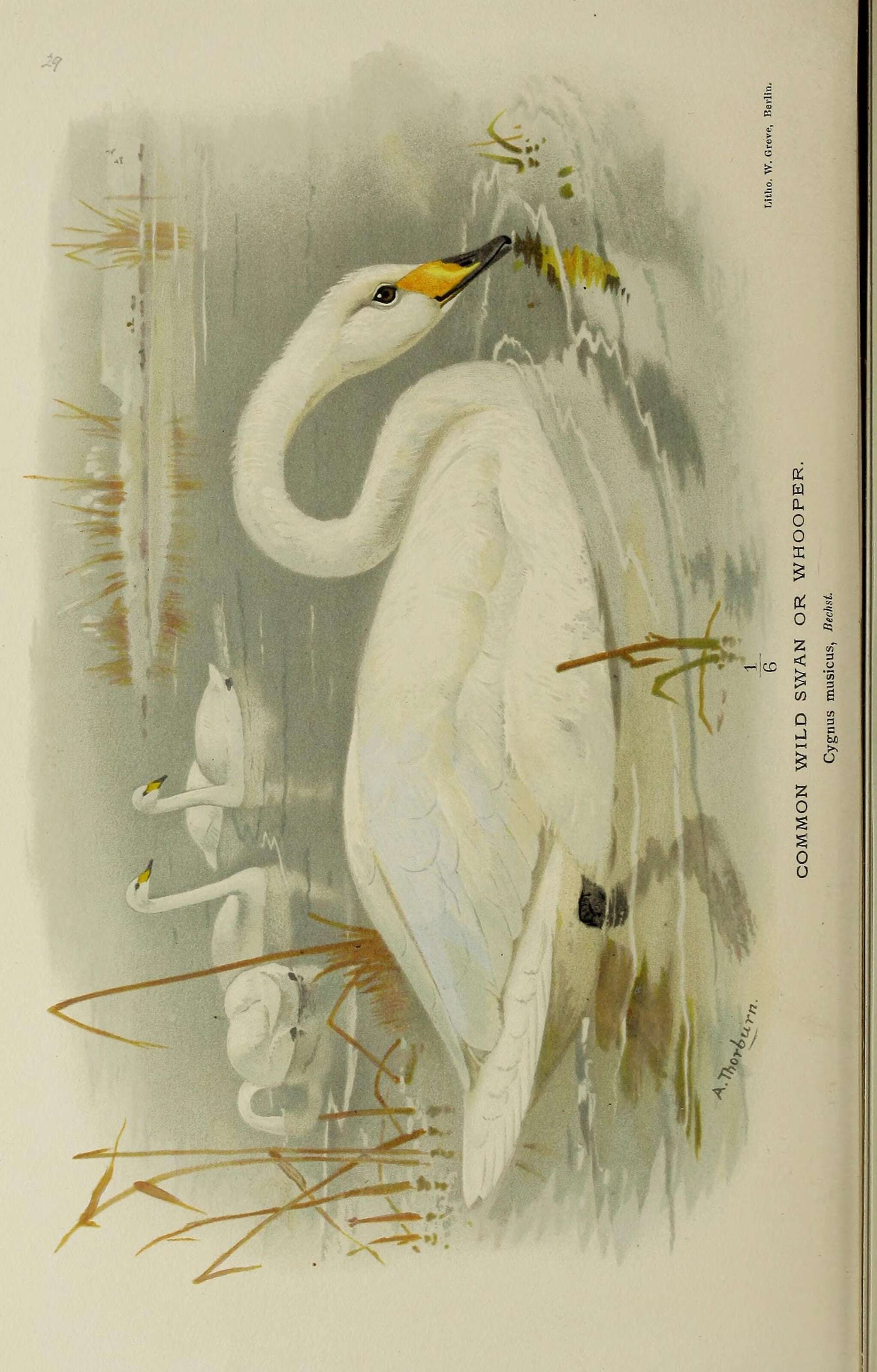 Image of Whooper Swan