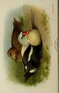 Image of King Eider