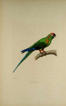 Image of Red-fronted Macaw