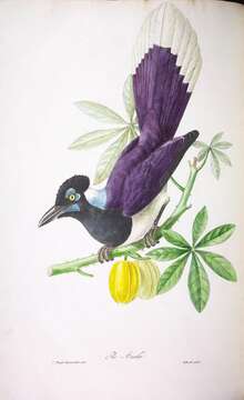 Image of Plush-crested Jay