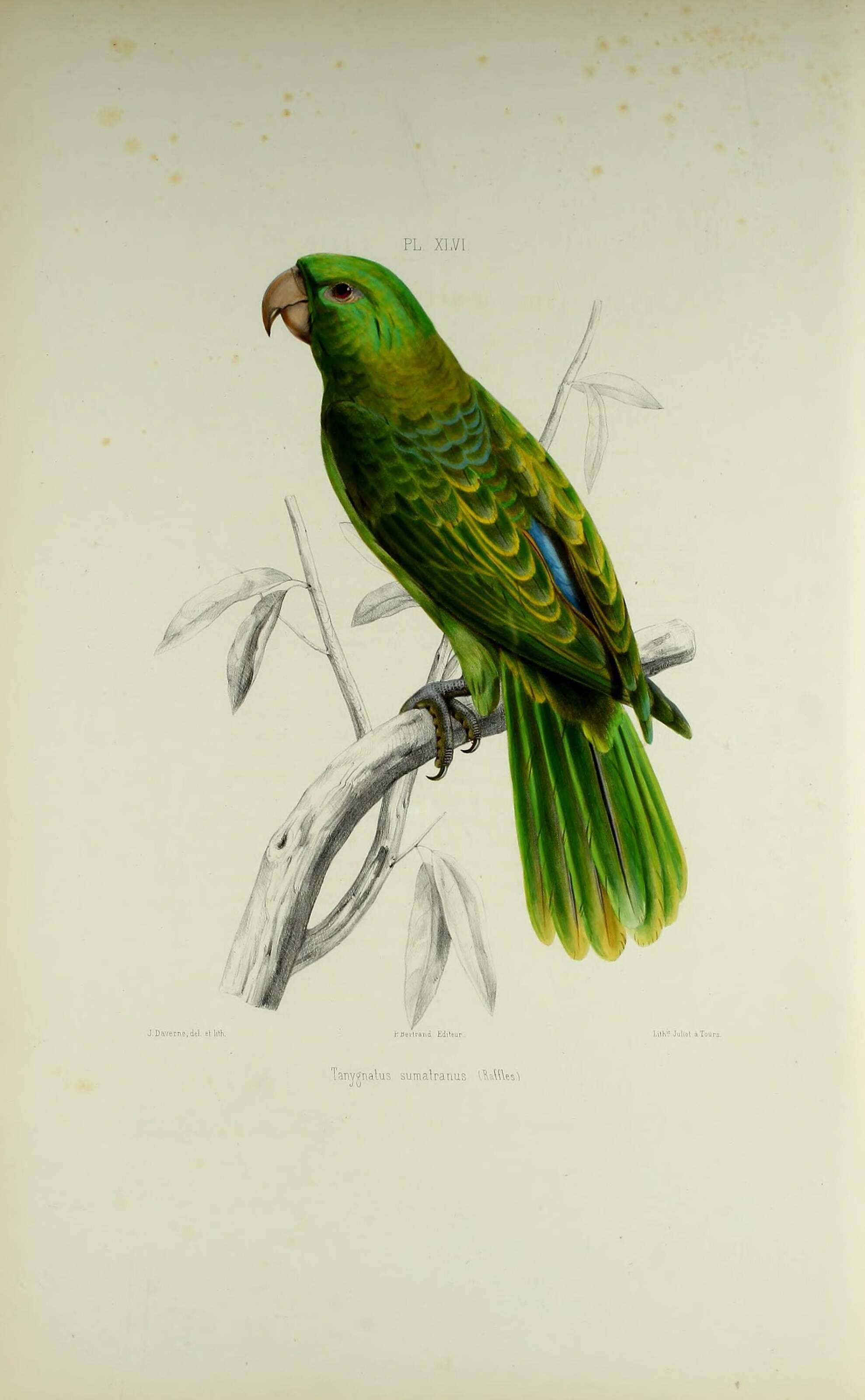 Image of Blue-backed Parrot
