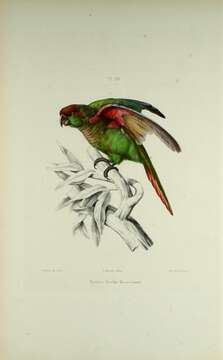 Image of Blaze-winged Parakeet
