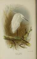 Слика од Мала бела (Сребреникава) чапја