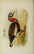 Image of Red-breasted Goose