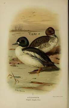 Image of Bucephala Baird & SF 1858