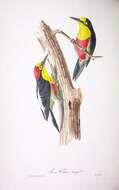 Image of Yellow-fronted Woodpecker