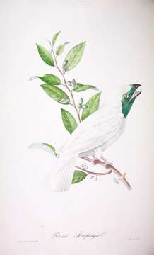 Image of Bare-throated Bellbird