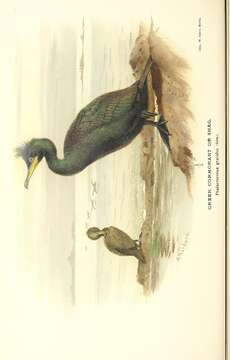 Image of European Shag