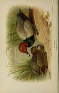 Image of pochard, common pochard