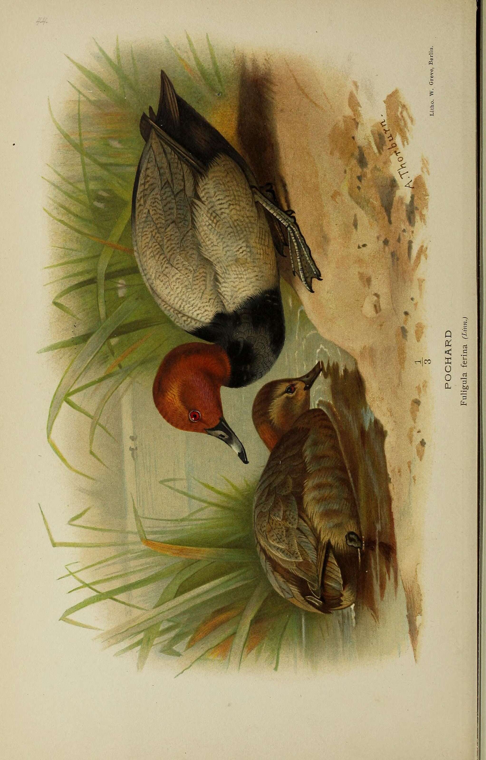 Image of pochard, common pochard