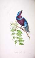 Image of Lovely Cotinga