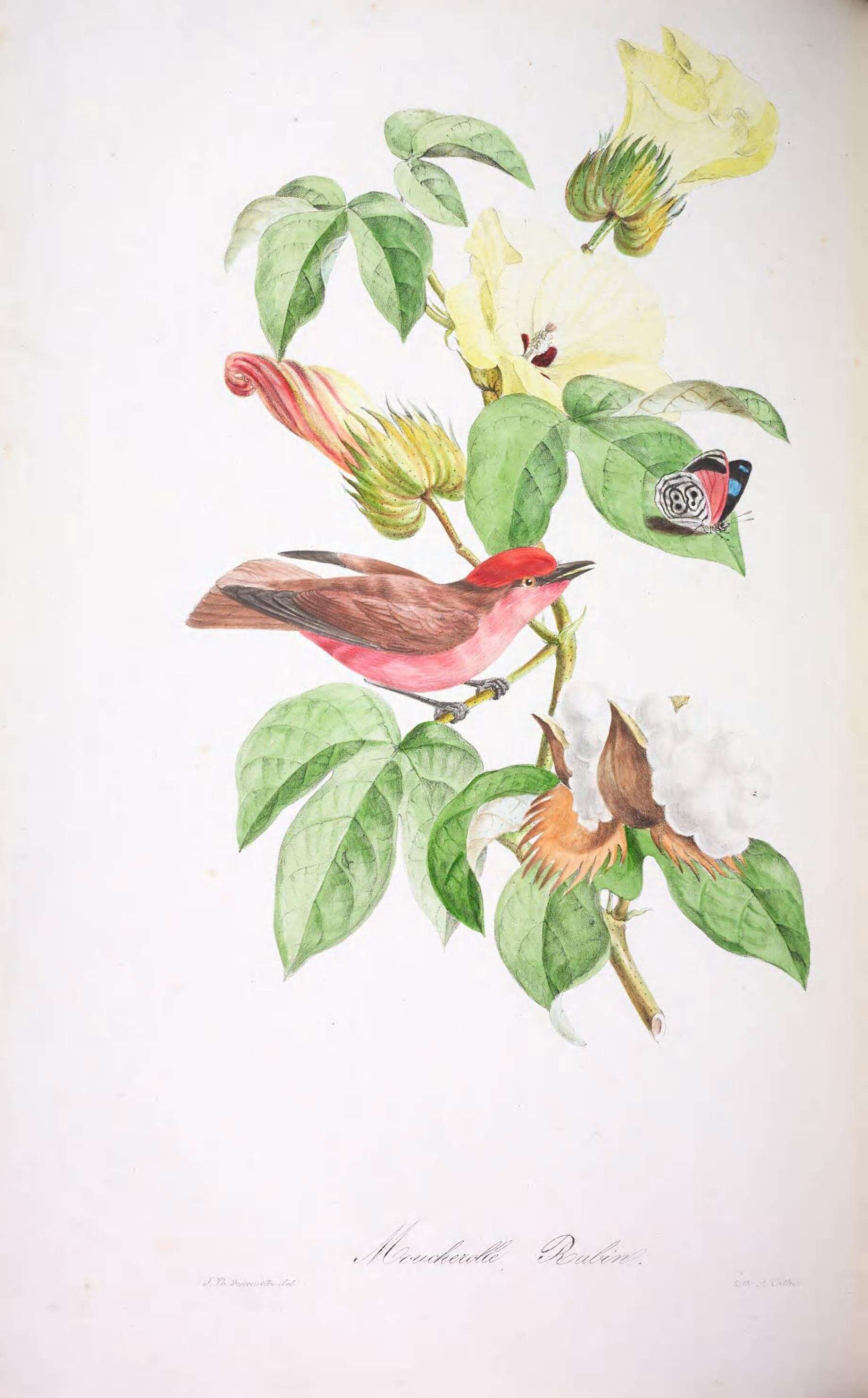 Imagem de Pyrocephalus Gould 1838