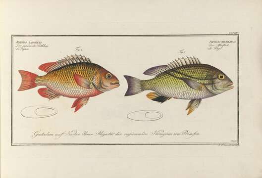 Image of Igcar monocle bream