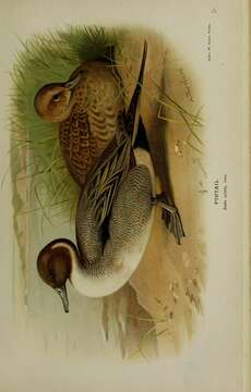 Image of pintail, northern pintail