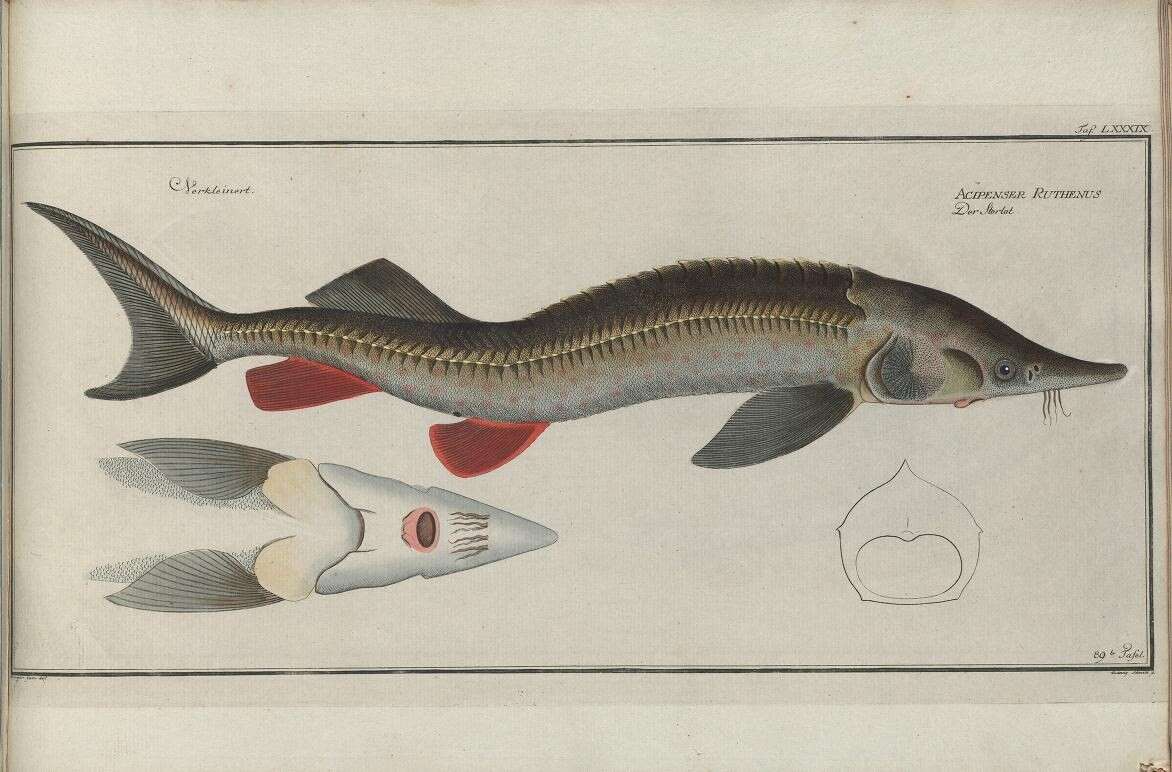 Çiga balığı resmi