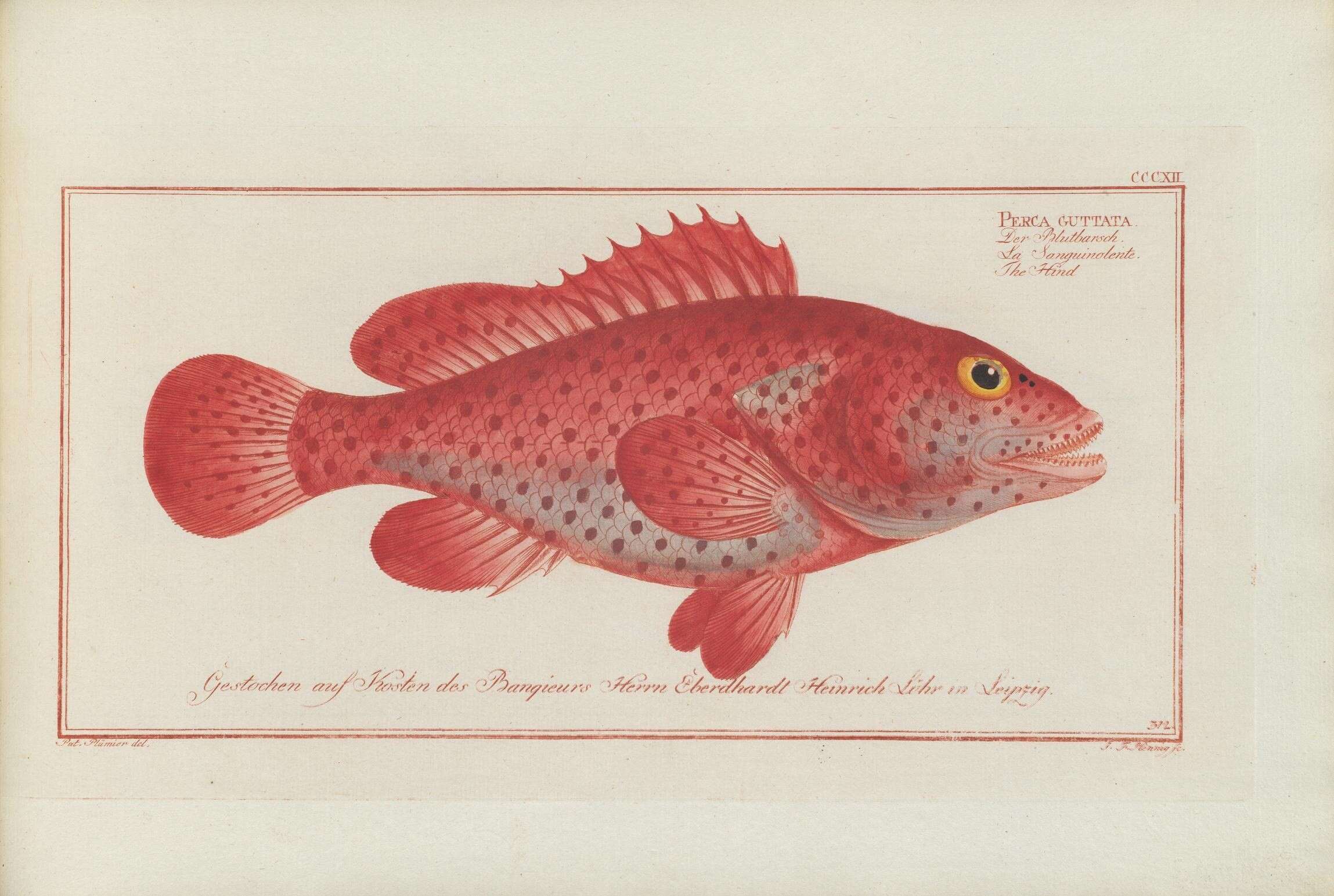 Imagem de Epinephelus guttatus (Linnaeus 1758)