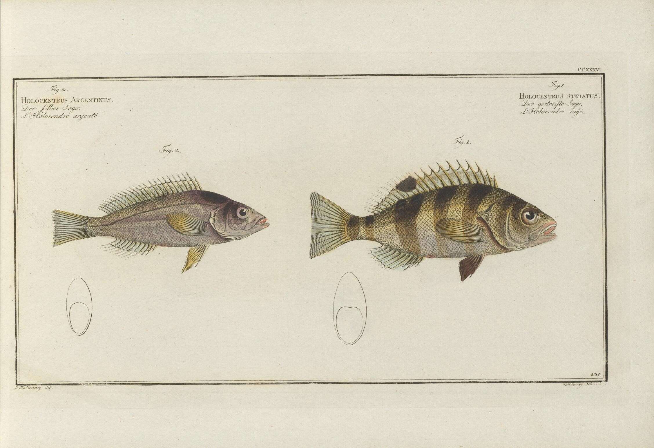 Imagem de Serranus hepatus (Linnaeus 1758)