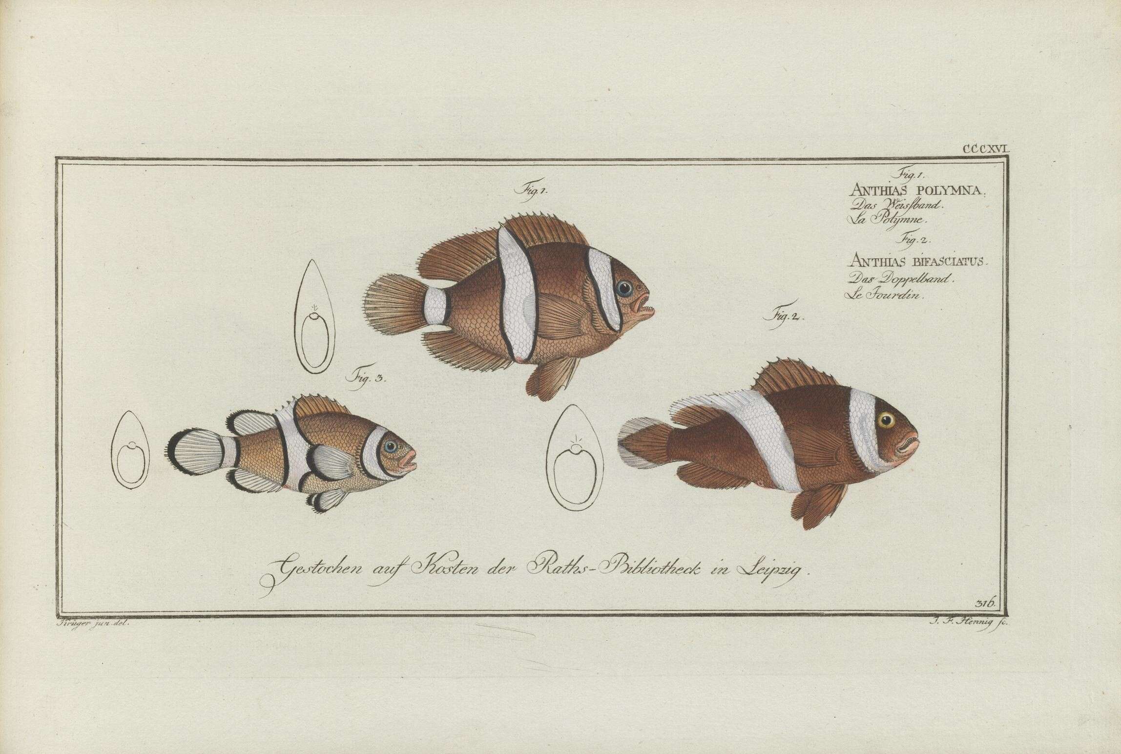 Слика од Amphiprion polymnus (Linnaeus 1758)