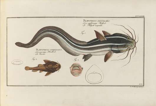 Imagem de Plotosus lineatus (Thunberg 1787)