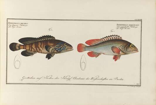 Imagem de Epinephelus bruneus Bloch 1793