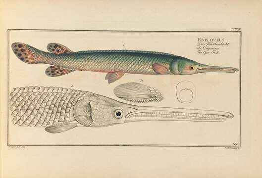 Image of Longnose Gar