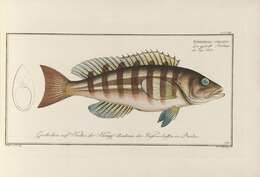 Epinephelus striatus (Bloch 1792) resmi