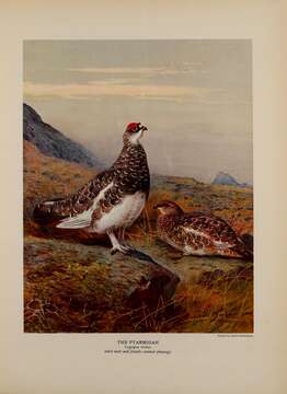 Image of Ptarmigan