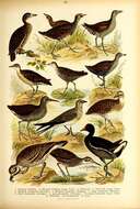 Image of Common Moorhen