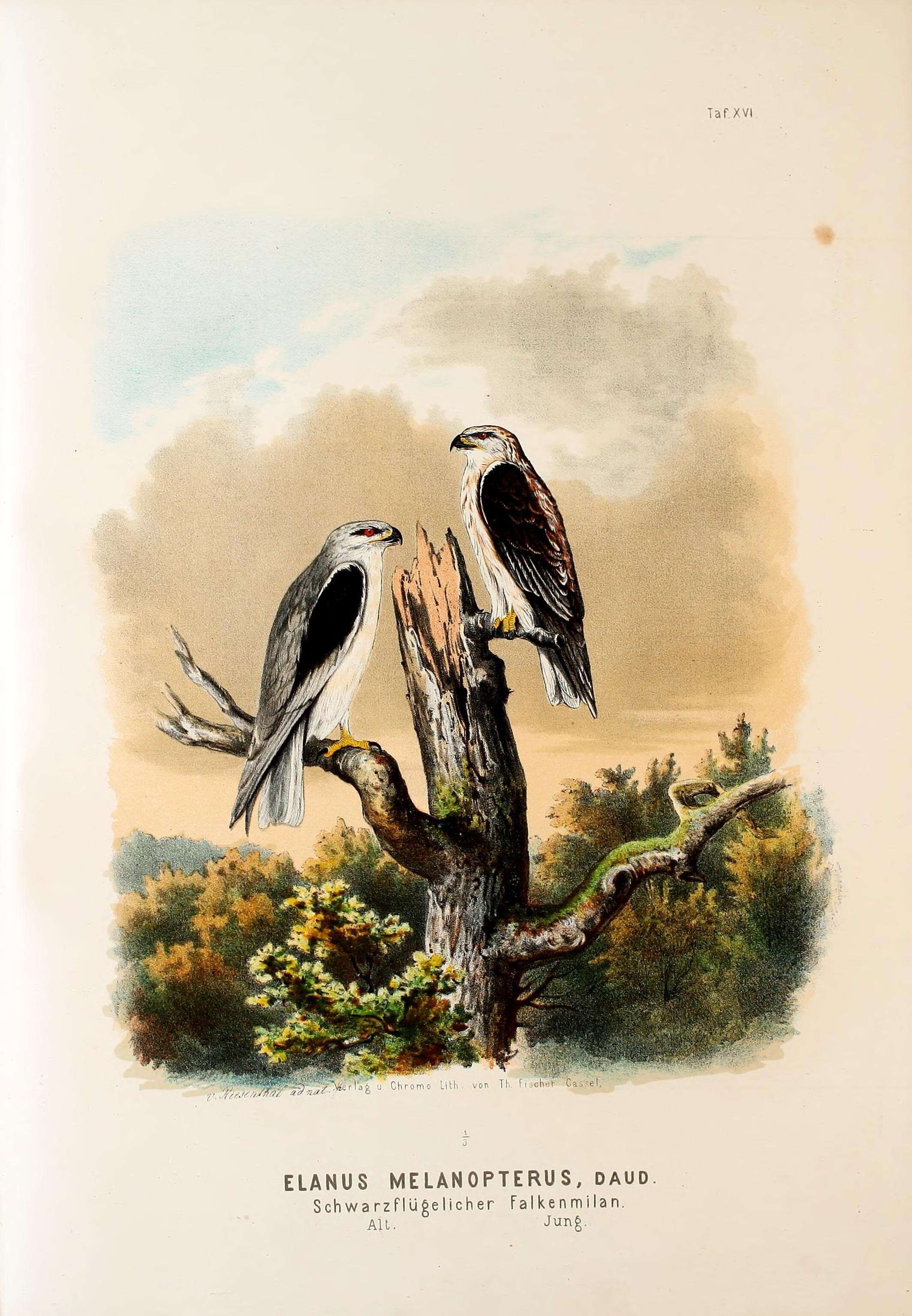 Image of Black-shouldered Kite