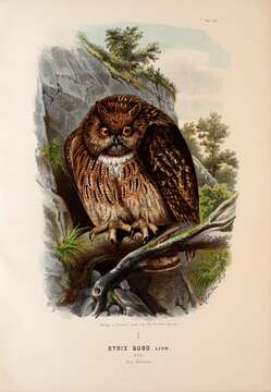 Image of Eurasian Eagle Owl