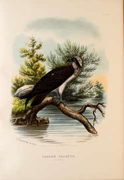 Image of ospreys