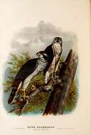 Image of Eurasian Goshawk