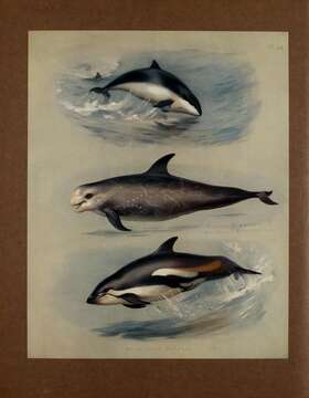 Image of Common porpoises