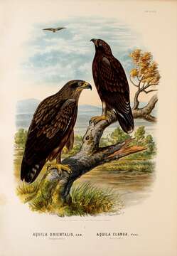 Image of Steppe Eagle