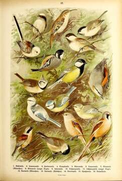 صورة Periparus Sélys-Longchamps 1884