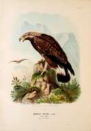 Image of Golden eagle