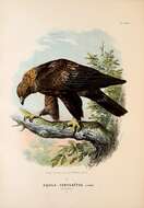 Image of Golden eagle