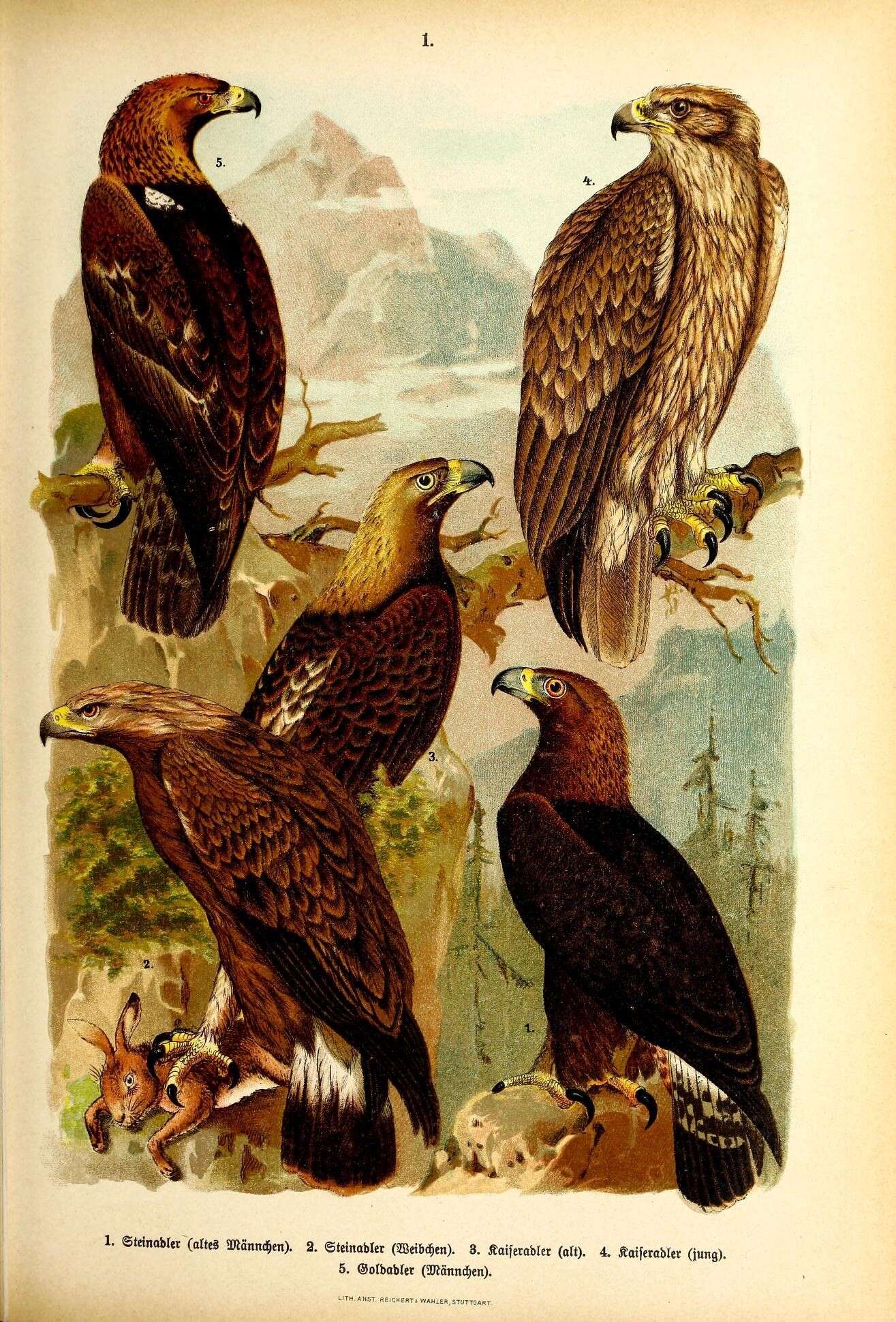 Image of Golden eagle