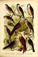 Image of honey buzzard, european honey buzzard