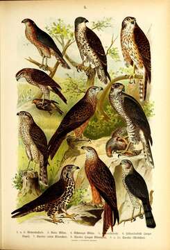 Image of honey buzzard, european honey buzzard