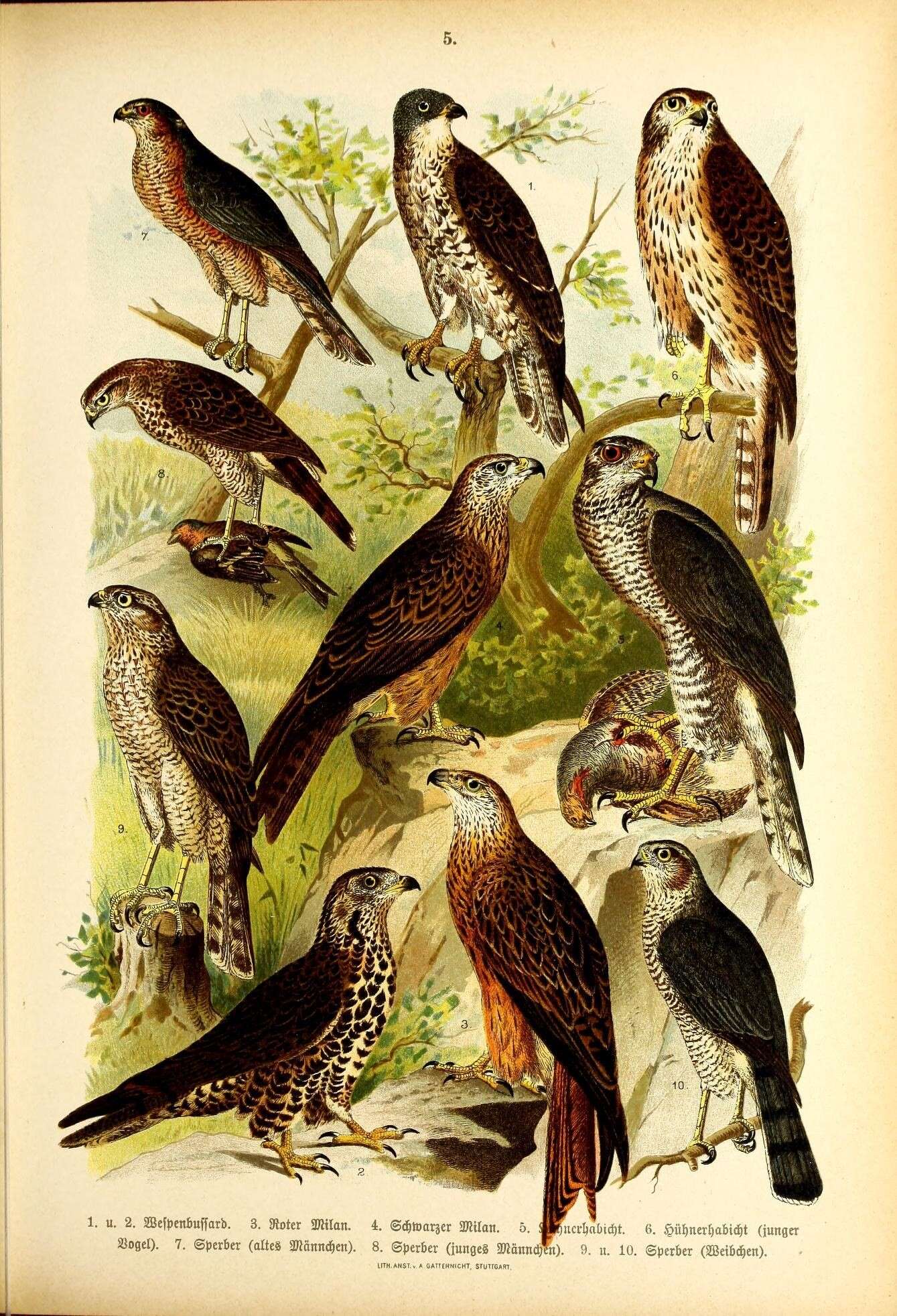 Image of honey buzzard, european honey buzzard
