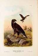 Image of honey buzzard, european honey buzzard