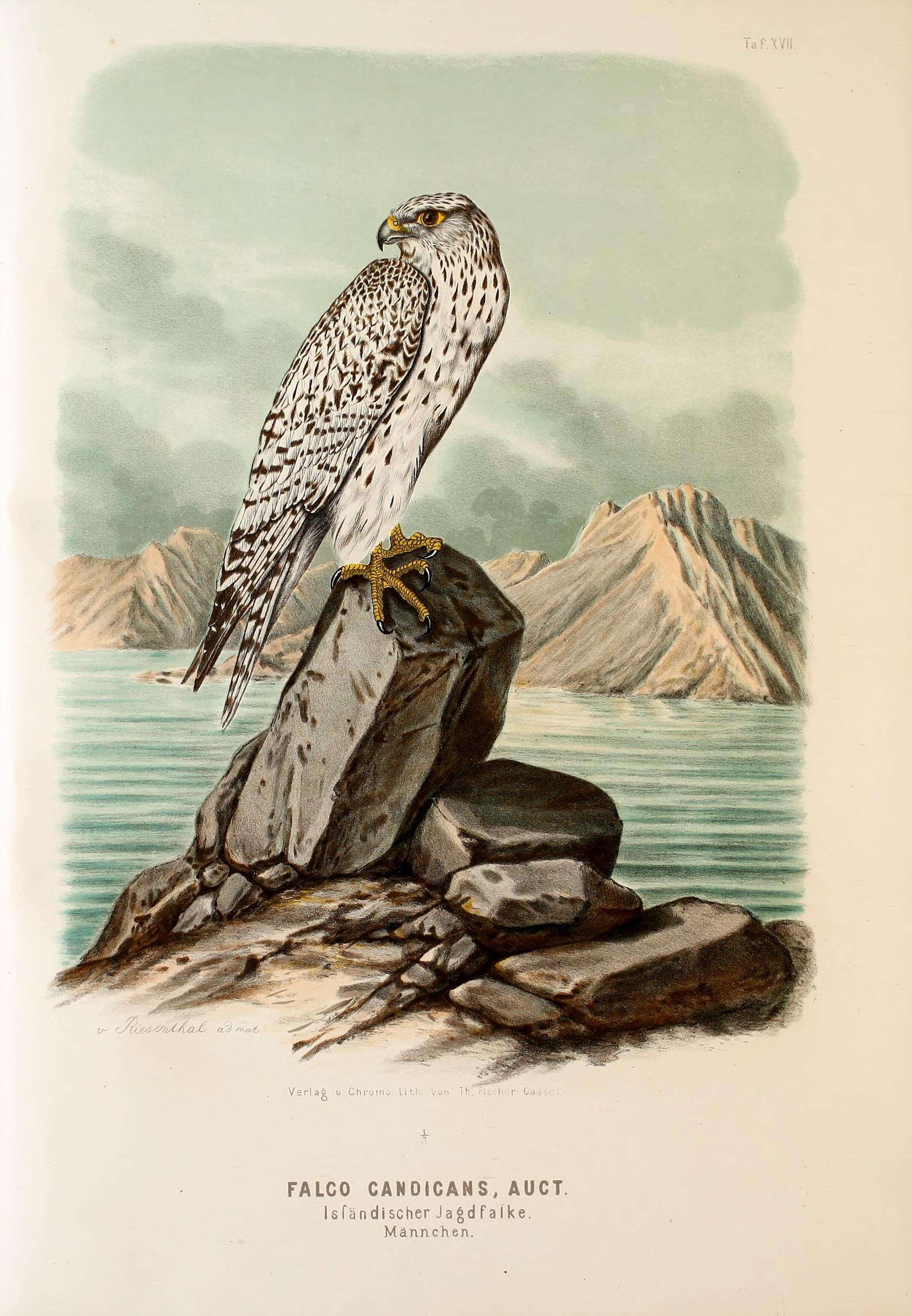 Image of Gyr Falcon