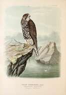 Image of Gyr Falcon