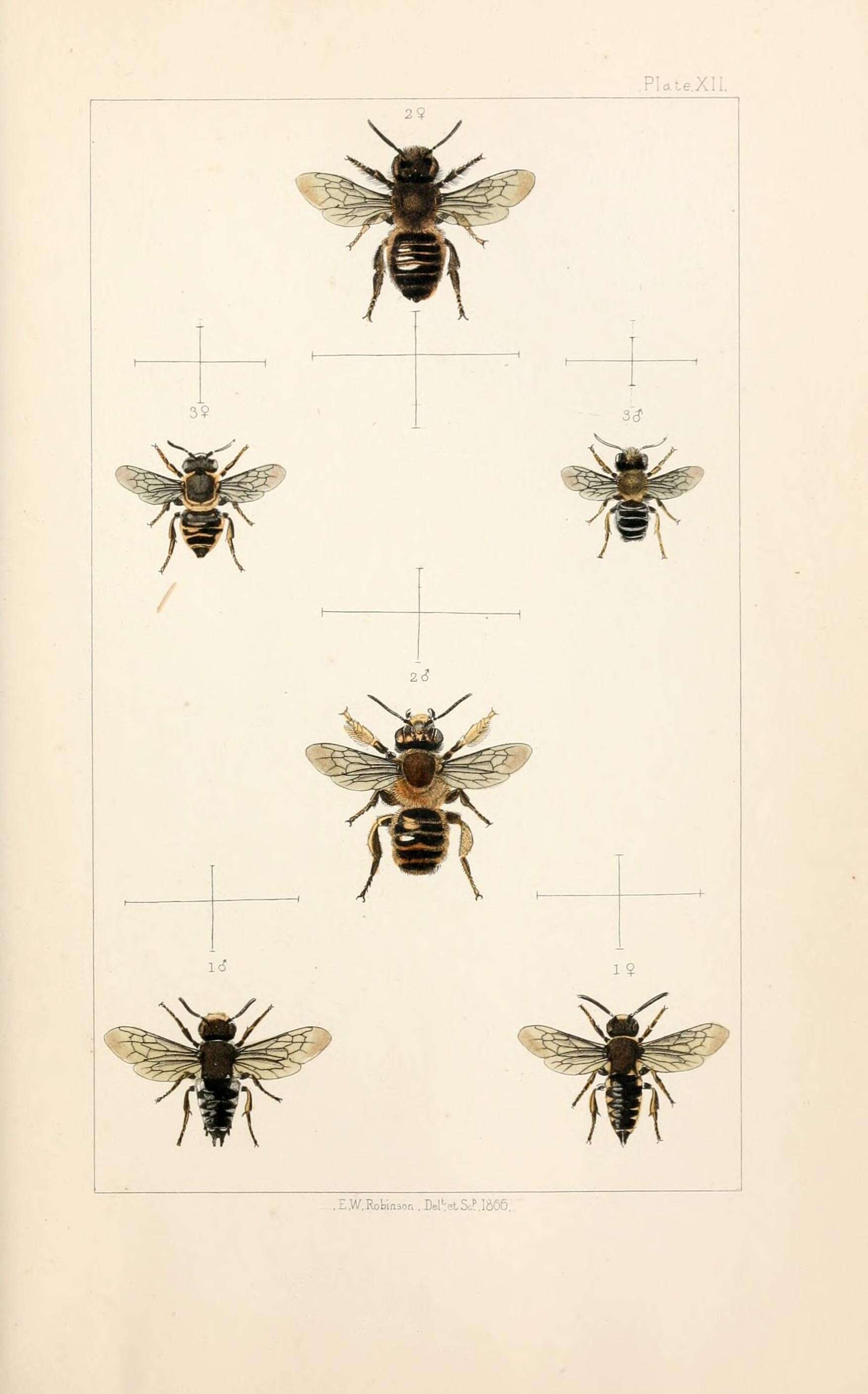 Image of Megachile maritima (Kirby 1802)
