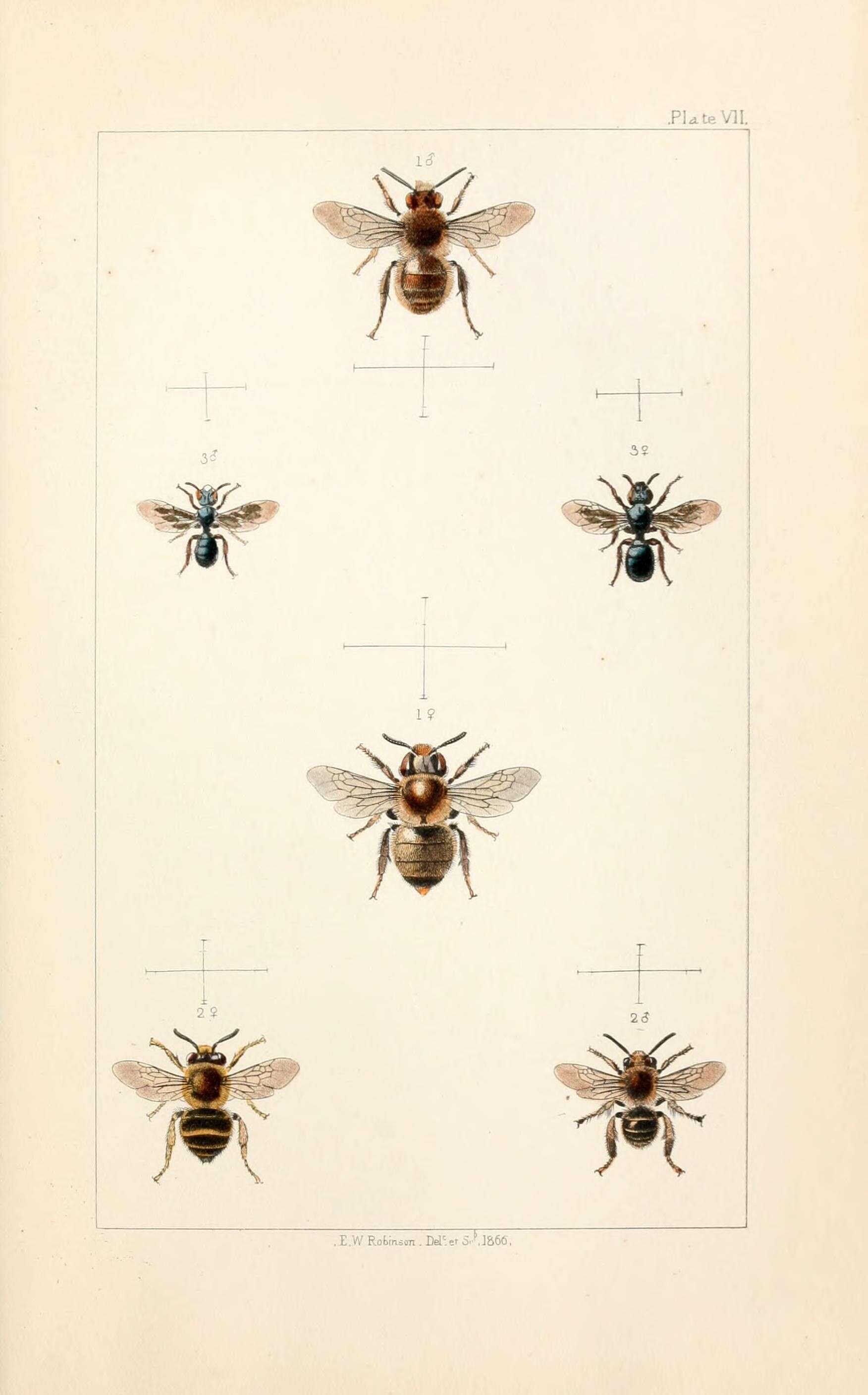 Image of Anthophora furcata (Panzer 1798)