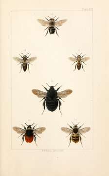 Image of Bombus lapponicus (Fabricius 1793)